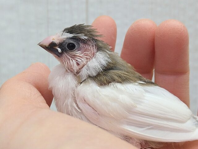 小粒な美声🎵十姉妹ヒナさん　背中白多め〜