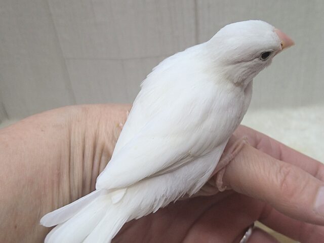 最新画像あります!真っ白スワンちゃん🦢白文鳥ヒナさん 白文鳥