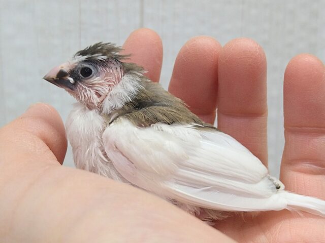 小粒な美声🎵十姉妹ヒナさん 背中白多め〜 十姉妹(ジュウシマツ)