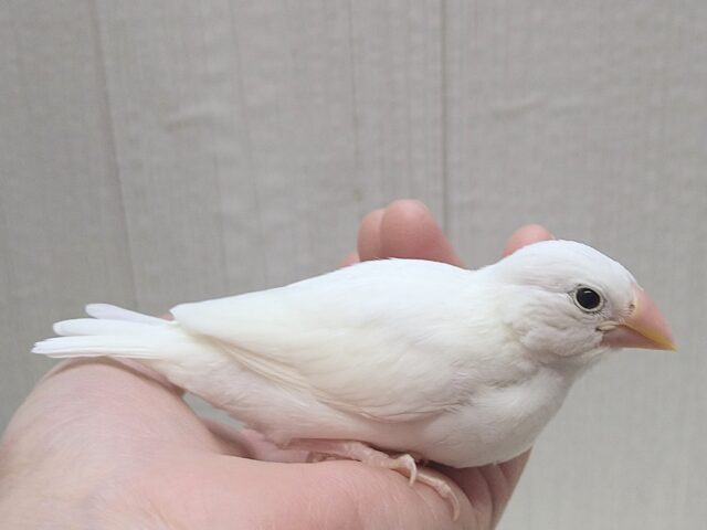最新画像あります!真っ白スワンちゃん🦢白文鳥ヒナさん 白文鳥