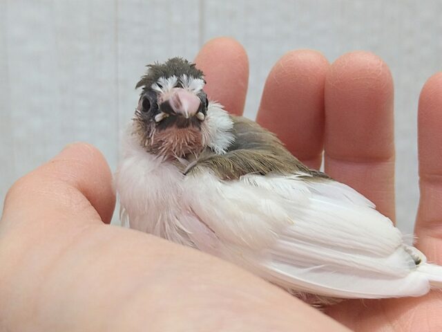 小粒な美声🎵十姉妹ヒナさん 背中白多め〜 十姉妹(ジュウシマツ)