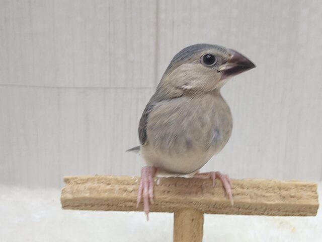 最新画像あります!メッチャ雄々しい!桜文鳥ヒナさん 桜文鳥