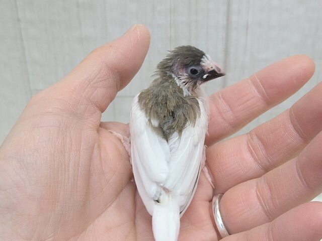 小粒な美声🎵十姉妹ヒナさん 背中白多め〜 十姉妹(ジュウシマツ)