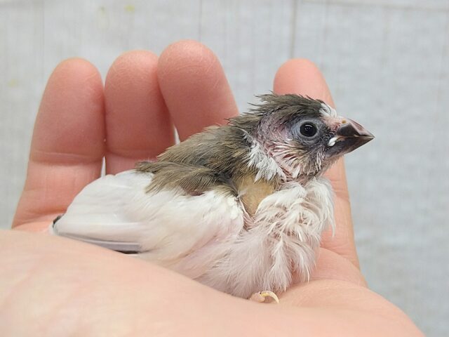 小粒な美声🎵十姉妹ヒナさん 背中白多め〜 十姉妹(ジュウシマツ)