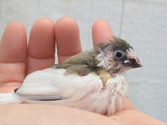 小粒な美声🎵十姉妹ヒナさん 背中白多め〜 十姉妹(ジュウシマツ)