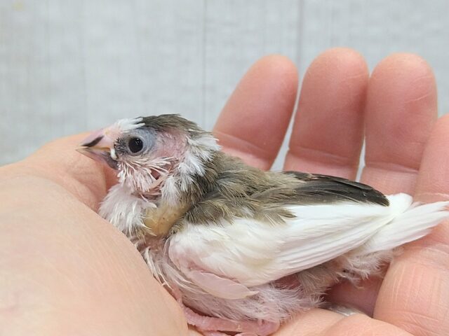 小粒な美声さん🎵十姉妹ヒナさん 背中こげ茶多め〜 十姉妹(ジュウシマツ)