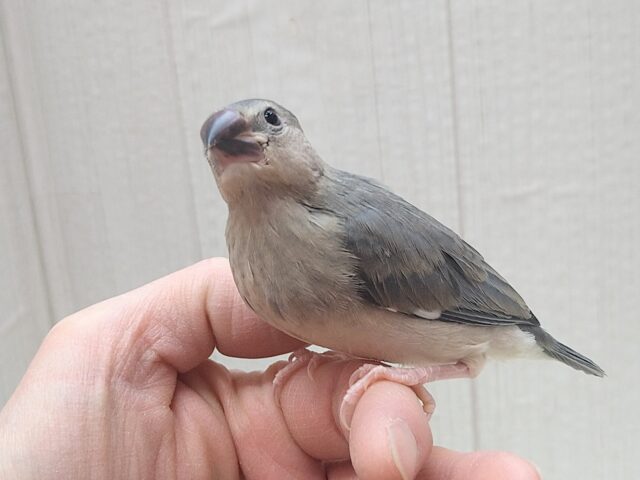 最新画像あります!メッチャ雄々しい!桜文鳥ヒナさん 桜文鳥