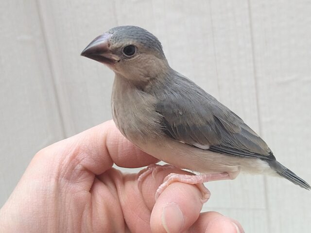 最新画像あります！メッチャ雄々しい！桜文鳥ヒナさん