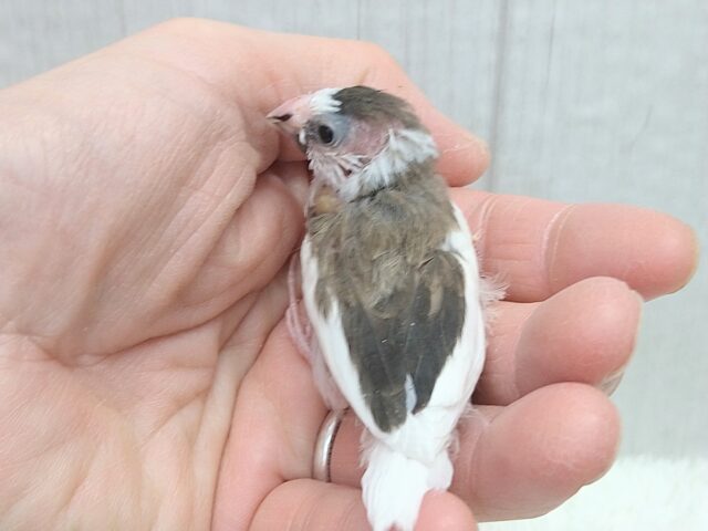 小粒な美声さん🎵十姉妹ヒナさん 背中こげ茶多め〜 十姉妹(ジュウシマツ)