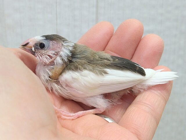 小粒な美声さん🎵十姉妹ヒナさん 背中こげ茶多め〜 十姉妹(ジュウシマツ)