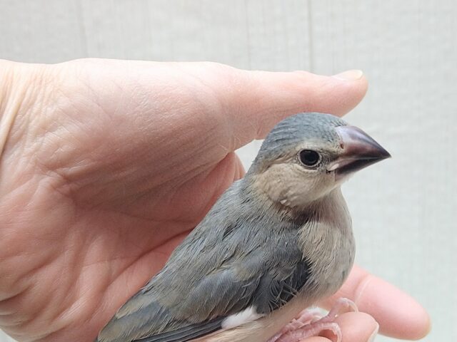 最新画像あります!メッチャ雄々しい!桜文鳥ヒナさん 桜文鳥