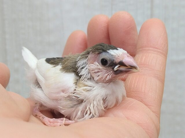 小粒な美声さん🎵十姉妹ヒナさん　背中こげ茶多め〜