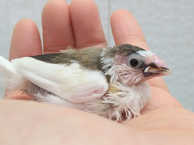 小粒な美声さん🎵十姉妹ヒナさん 背中こげ茶多め〜 十姉妹(ジュウシマツ)