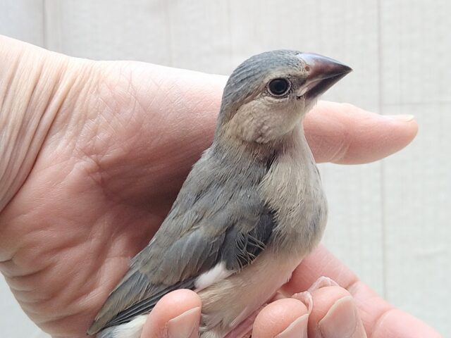 最新画像あります!メッチャ雄々しい!桜文鳥ヒナさん 桜文鳥