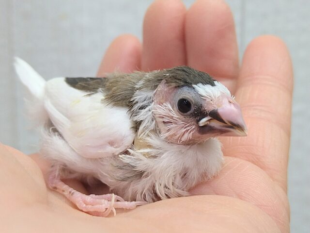 小粒な美声さん🎵十姉妹ヒナさん 背中こげ茶多め〜 十姉妹(ジュウシマツ)