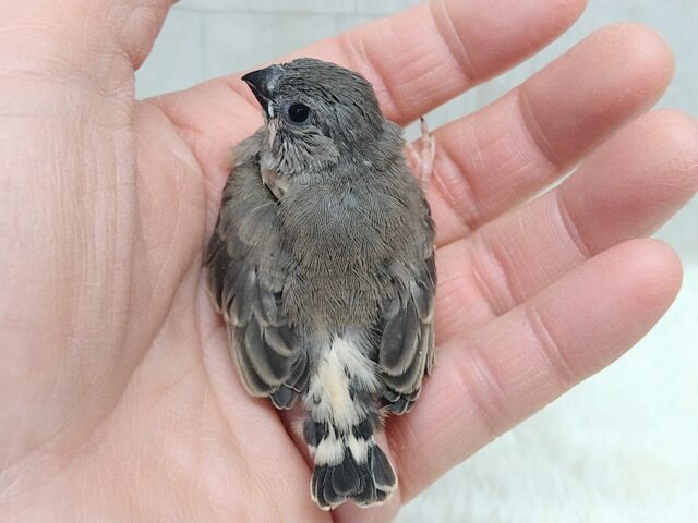 目力強めです!キンカ鳥ヒナさんノーマル 錦花鳥(キンカチョウ)