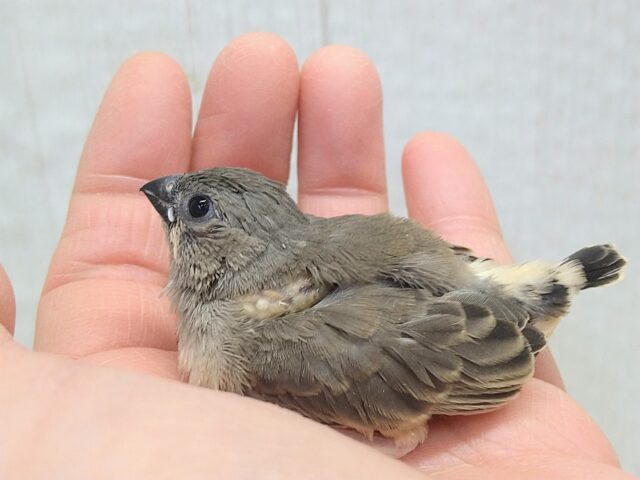 目力強めです!キンカ鳥ヒナさんノーマル 錦花鳥(キンカチョウ)