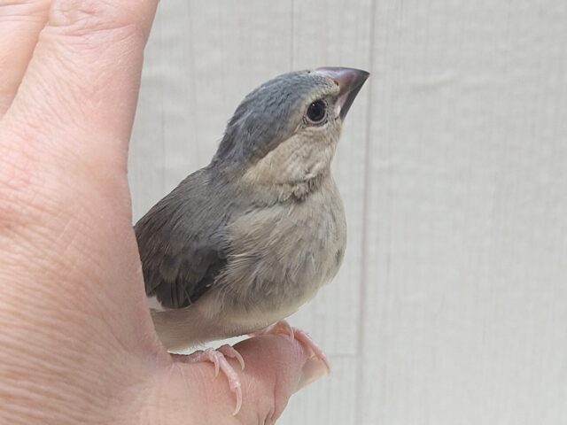 最新画像あります!メッチャ雄々しい!桜文鳥ヒナさん 桜文鳥
