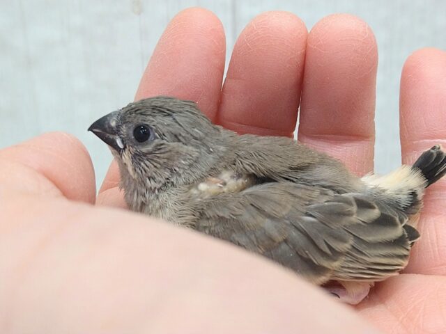 目力強めです!キンカ鳥ヒナさんノーマル 錦花鳥(キンカチョウ)