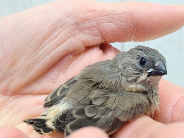 目力強めです!キンカ鳥ヒナさんノーマル 錦花鳥(キンカチョウ)