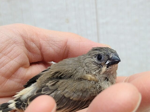 目力強めです!キンカ鳥ヒナさんノーマル 錦花鳥(キンカチョウ)
