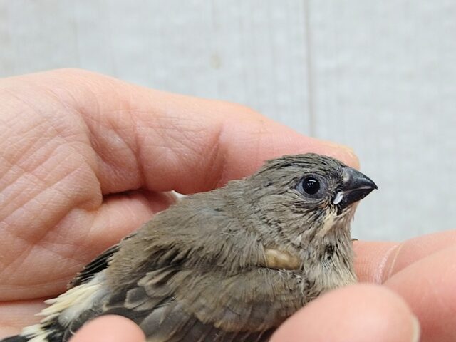 目力強めです！キンカ鳥ヒナさんノーマル