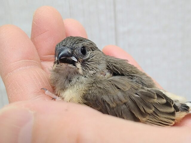 目力強めです!キンカ鳥ヒナさんノーマル 錦花鳥(キンカチョウ)