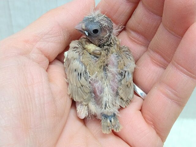 今限定です!ポヤポヤ〜なヒナ毛が可愛すぎます🤎キンカ鳥ヒナさんフォーン 錦花鳥(キンカチョウ)