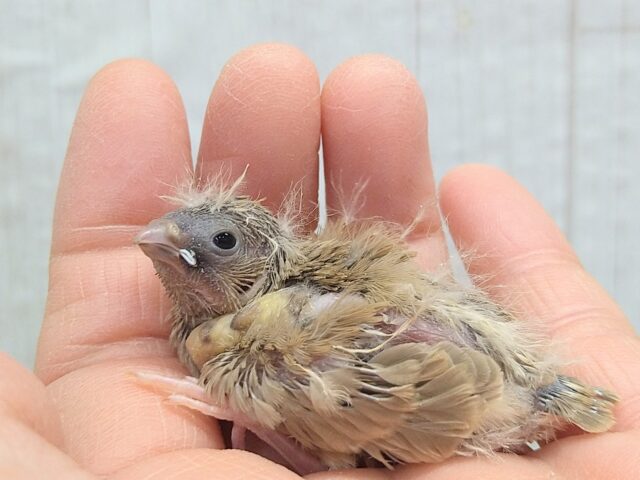 今限定です!ポヤポヤ〜なヒナ毛が可愛すぎます🤎キンカ鳥ヒナさんフォーン 錦花鳥(キンカチョウ)