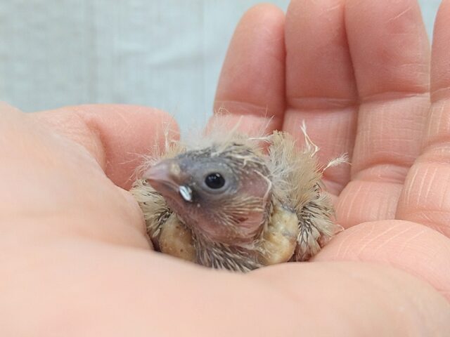 今限定です!ポヤポヤ〜なヒナ毛が可愛すぎます🤎キンカ鳥ヒナさんフォーン 錦花鳥(キンカチョウ)