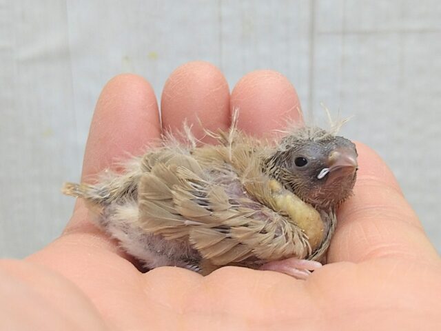 今限定です!ポヤポヤ〜なヒナ毛が可愛すぎます🤎キンカ鳥ヒナさんフォーン 錦花鳥(キンカチョウ)