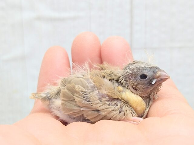 今限定です!ポヤポヤ〜なヒナ毛が可愛すぎます🤎キンカ鳥ヒナさんフォーン 錦花鳥(キンカチョウ)