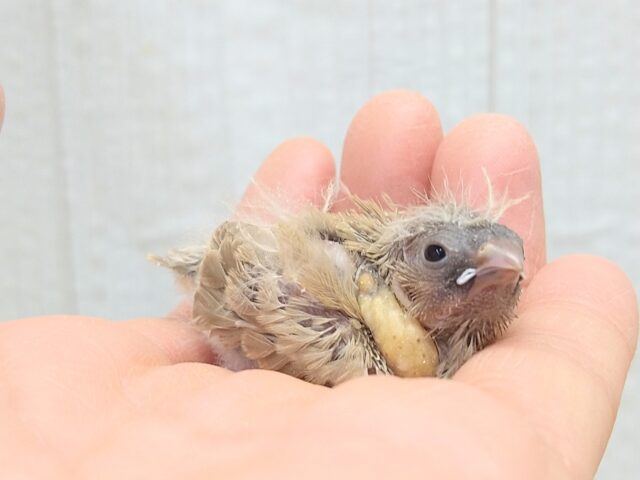 今限定です!ポヤポヤ〜なヒナ毛が可愛すぎます🤎キンカ鳥ヒナさんフォーン 錦花鳥(キンカチョウ)