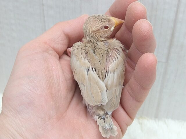 甘々カフェラテカラー🤎にミルクが少し〜シナモン文鳥ヒナさん シナモン文鳥
