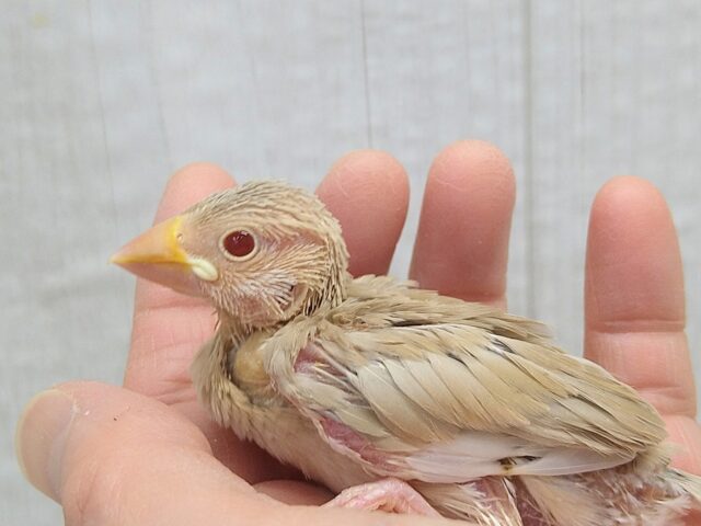 甘々カフェラテカラー🤎にミルクが少し〜シナモン文鳥ヒナさん