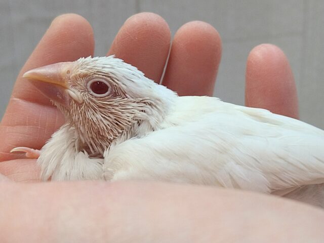 シルバーイノ文鳥