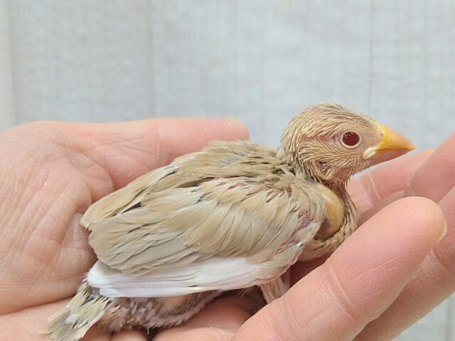 甘々カフェラテカラー🤎にミルクが少し〜シナモン文鳥ヒナさん シナモン文鳥
