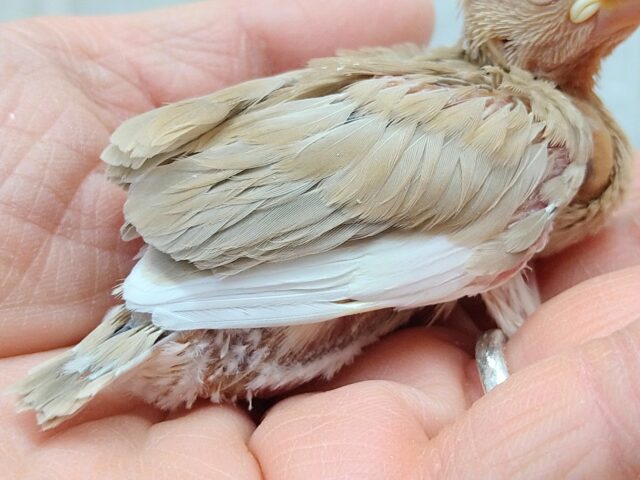 甘々カフェラテカラー🤎にミルクが少し〜シナモン文鳥ヒナさん シナモン文鳥