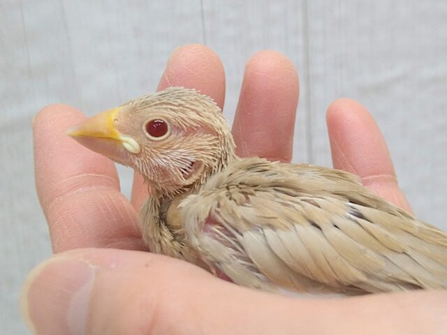 甘々カフェラテカラー🤎にミルクが少し〜シナモン文鳥ヒナさん シナモン文鳥
