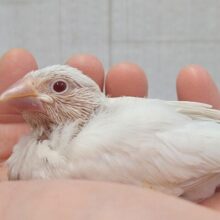 淡めグレーにキラキラルビーアイ❇️シルバーイノ文鳥ヒナさん