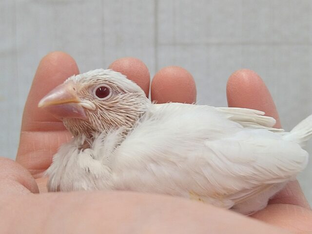 淡めグレーにキラキラルビーアイ❇️シルバーイノ文鳥ヒナさん