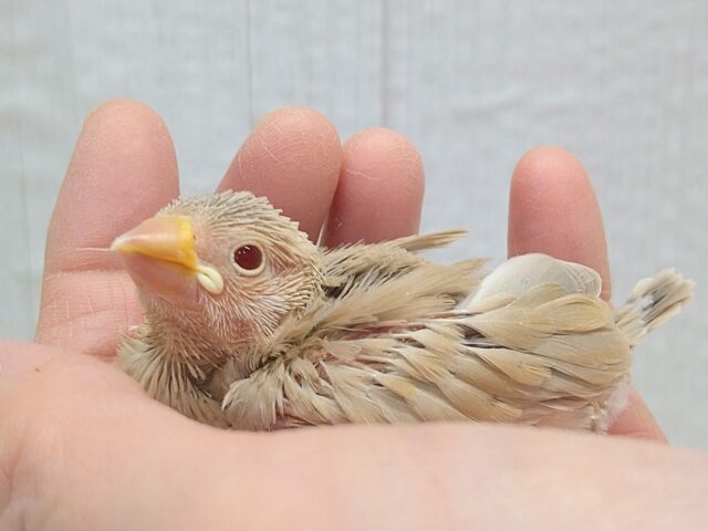 甘々カフェラテカラー🤎にミルクが少し〜シナモン文鳥ヒナさん シナモン文鳥