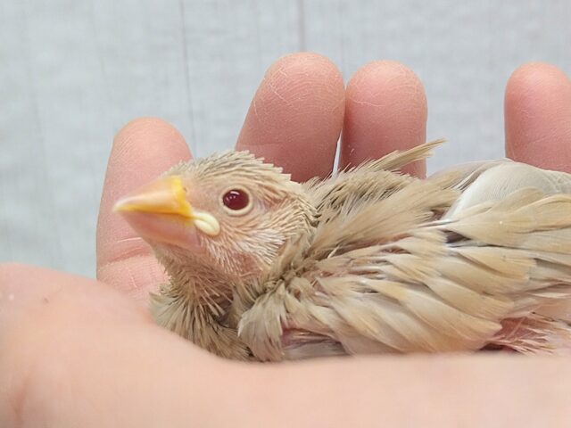 甘々カフェラテカラー🤎にミルクが少し〜シナモン文鳥ヒナさん シナモン文鳥
