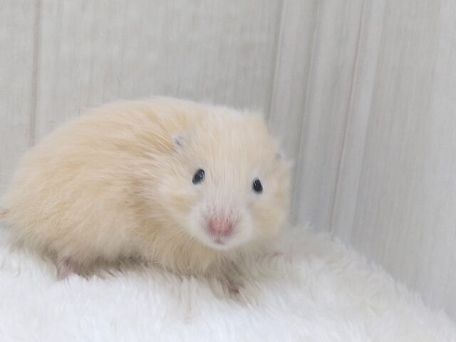 レアです!ベージュカラーのふわふわわたあめ君、長毛ハムスター🐹 ゴールデンハムスター