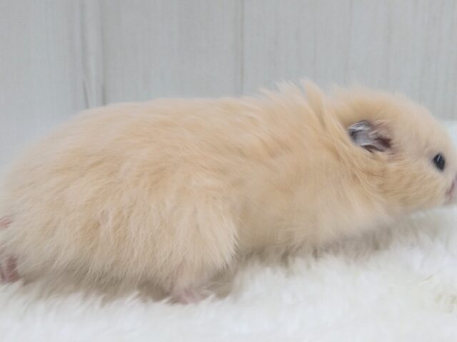 レアです!ベージュカラーのふわふわわたあめ君、長毛ハムスター🐹 ゴールデンハムスター