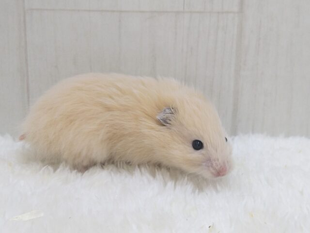 レアです!ベージュカラーのふわふわわたあめ君、長毛ハムスター🐹 ゴールデンハムスター
