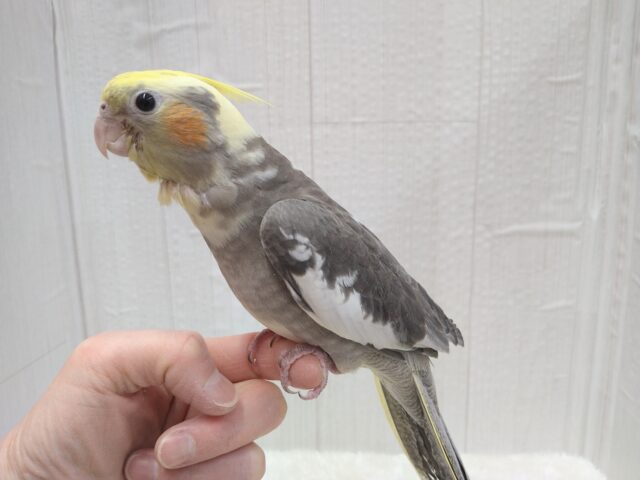 オカメインコ