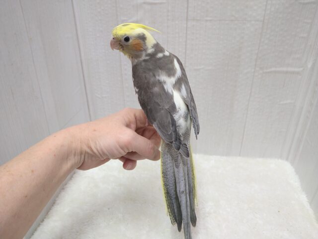 オカメインコ