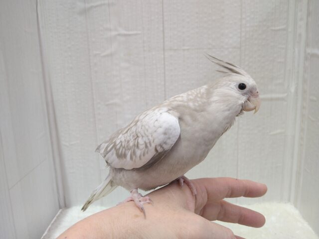 最新画像有ります❗️優しさ溢れる🫶💕︎︎モノトーンのオシャレさん😎✨オカメインコ(ホワイトフェイスシナモンパール) オカメインコ