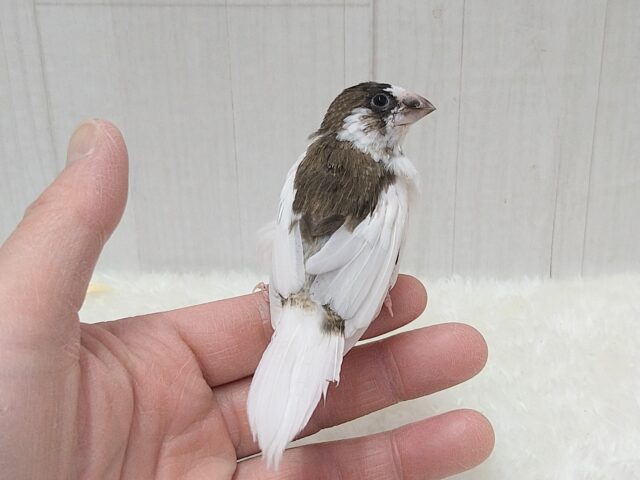 十姉妹（ジュウシマツ）